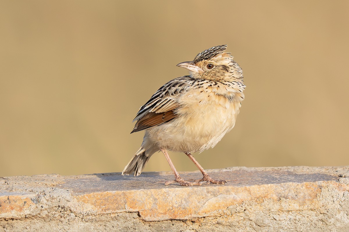 Kızıl Enseli Toygar - ML643391393