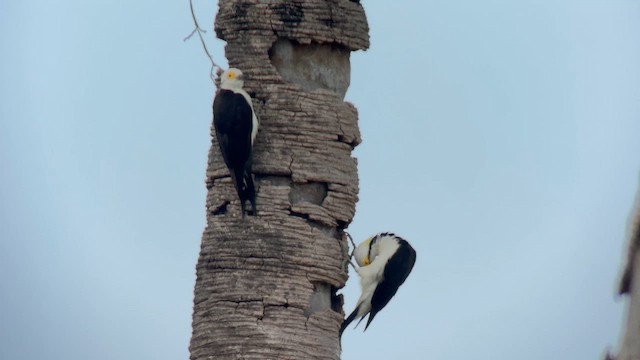 White Woodpecker - ML643391394