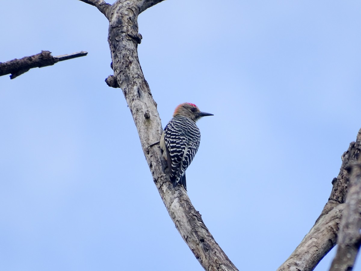 Red-crowned Woodpecker - ML643391403