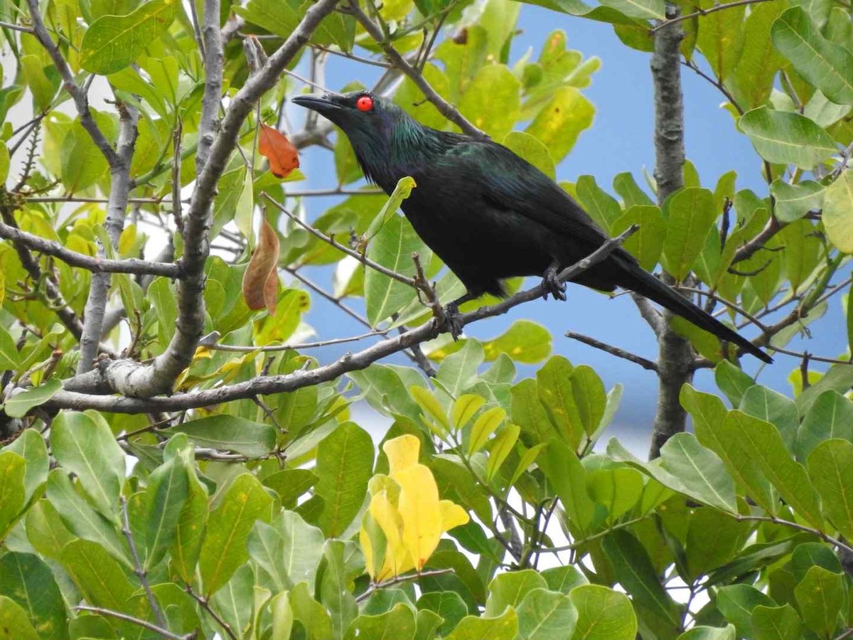 Metallic Starling - ML643391406