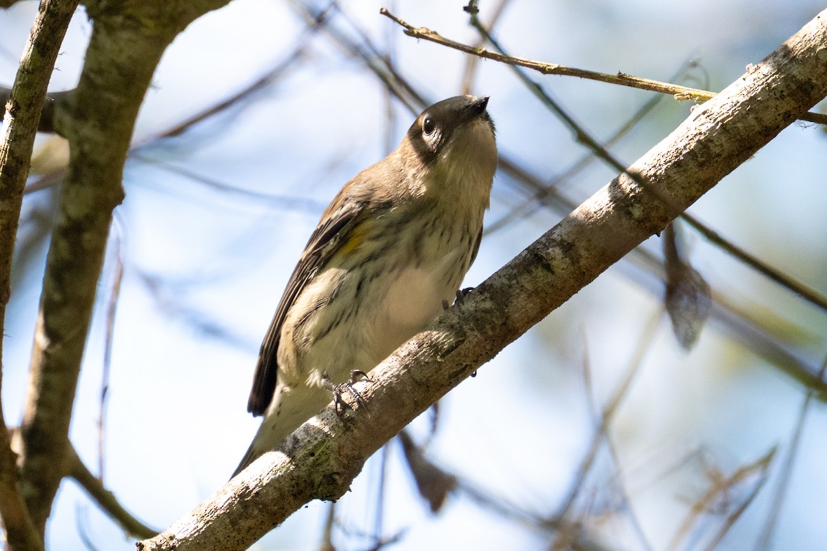 Yellow-rumped Warbler - ML643391414