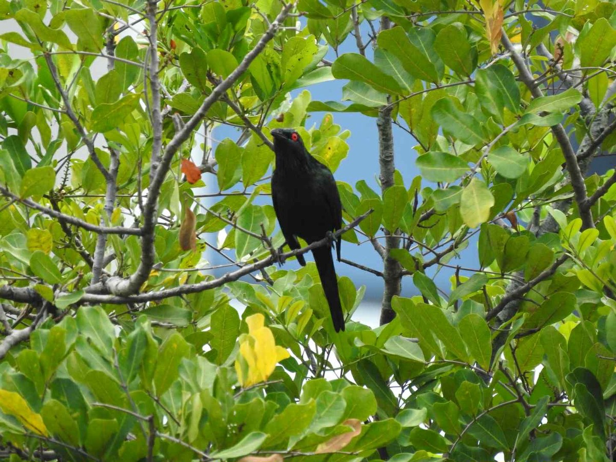 Metallic Starling - ML643391416