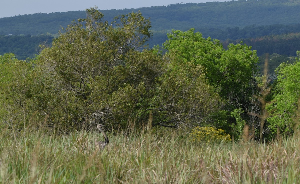 Greater Rhea - ML643391418