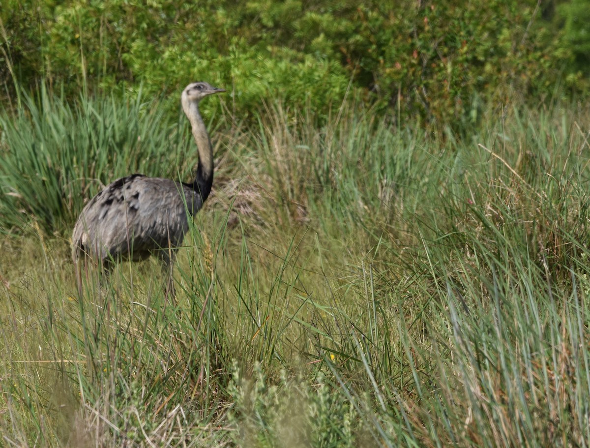 Greater Rhea - ML643391420