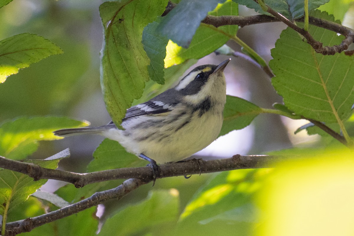 Black-throated Gray Warbler - ML643391421