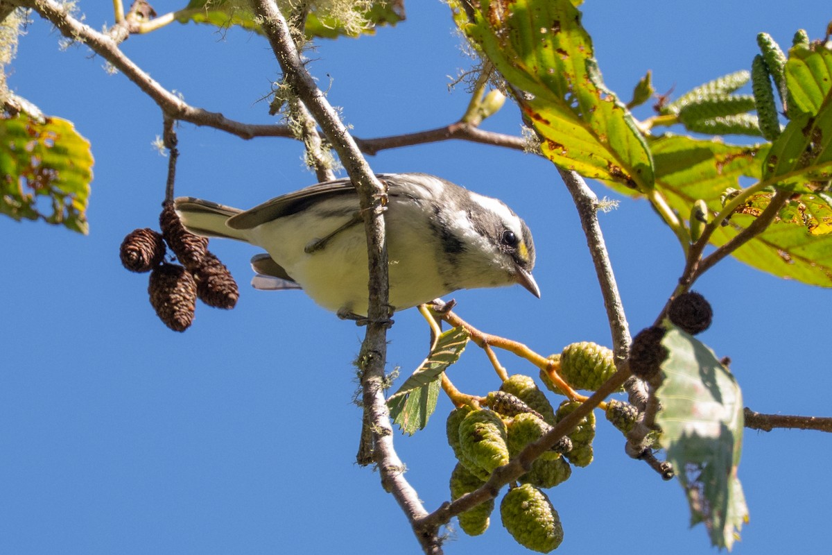 Black-throated Gray Warbler - ML643391422