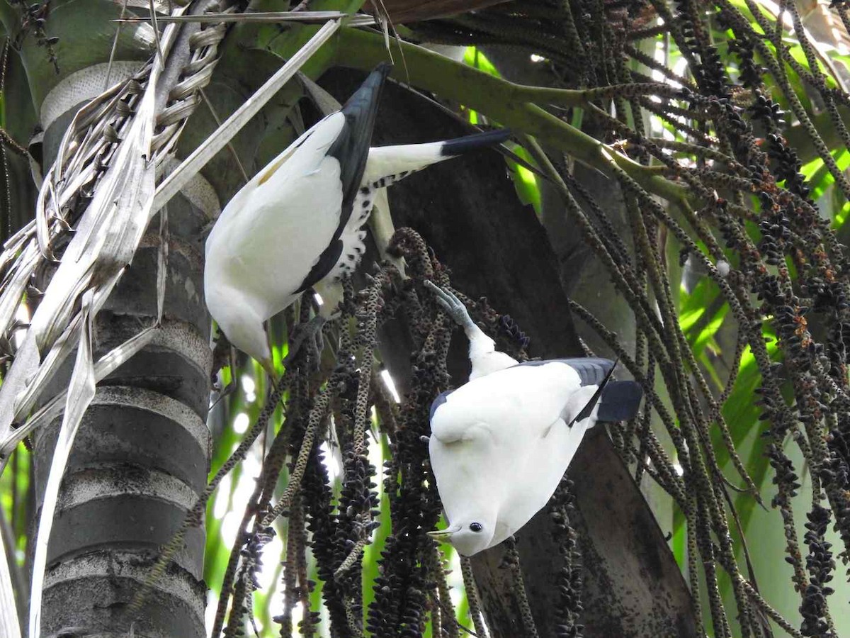 Torresian Imperial-Pigeon - ML643391446