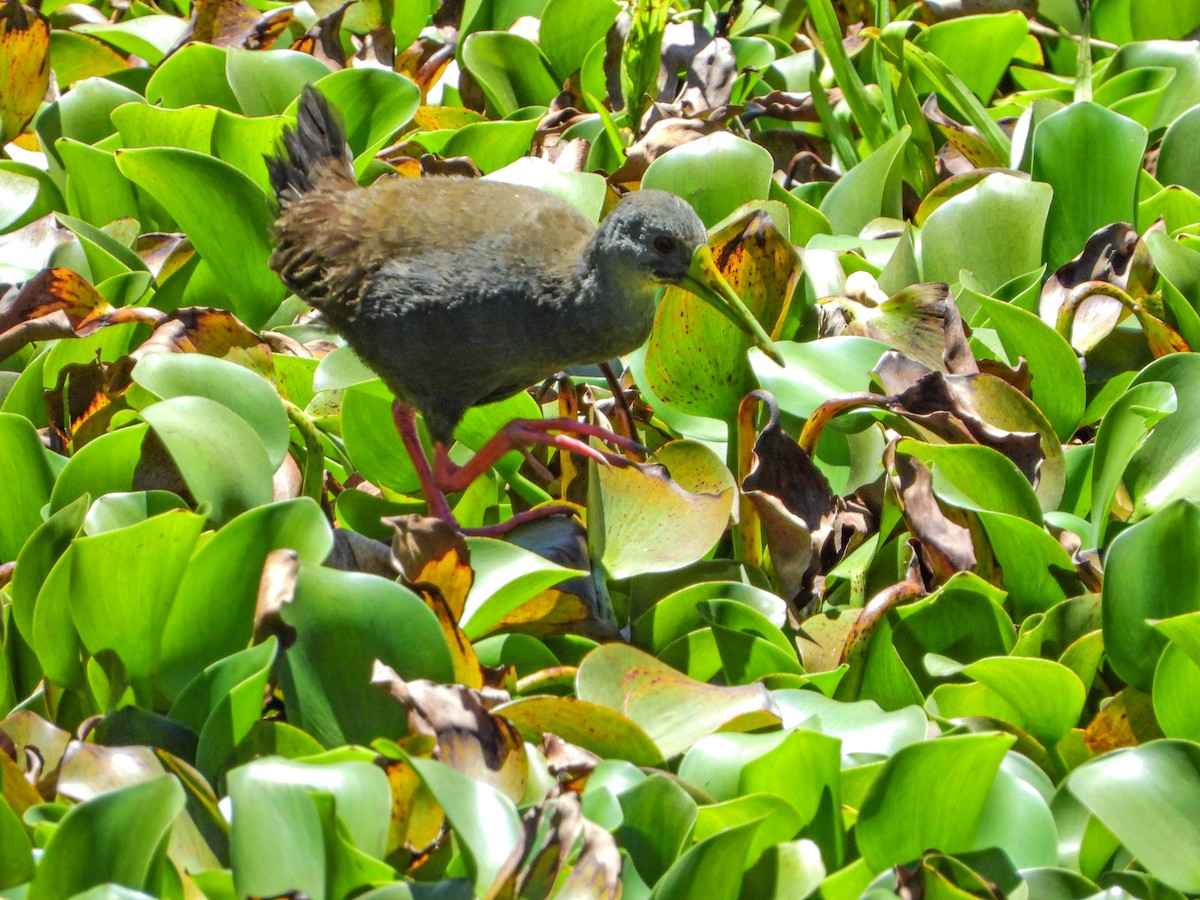 Blackish Rail - ML643391447
