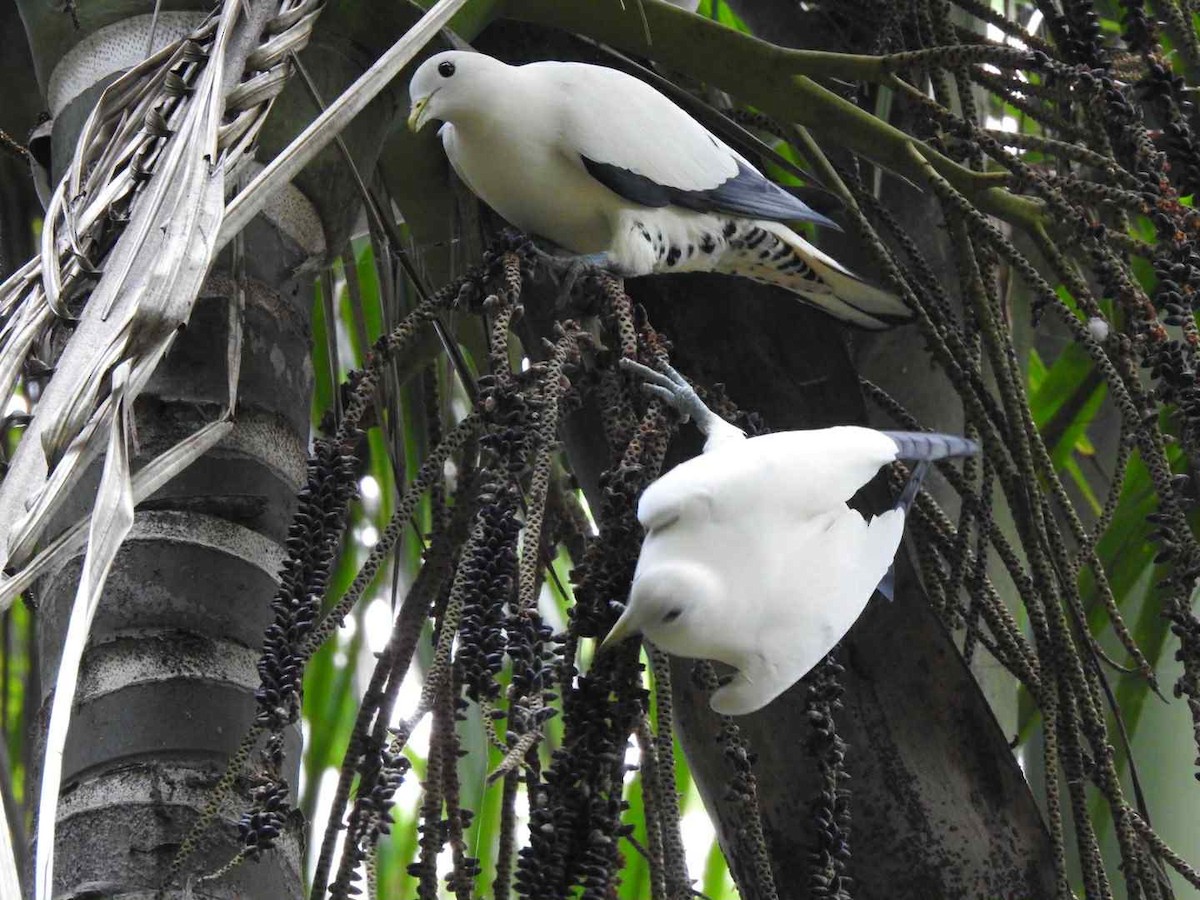 Torresian Imperial-Pigeon - ML643391449