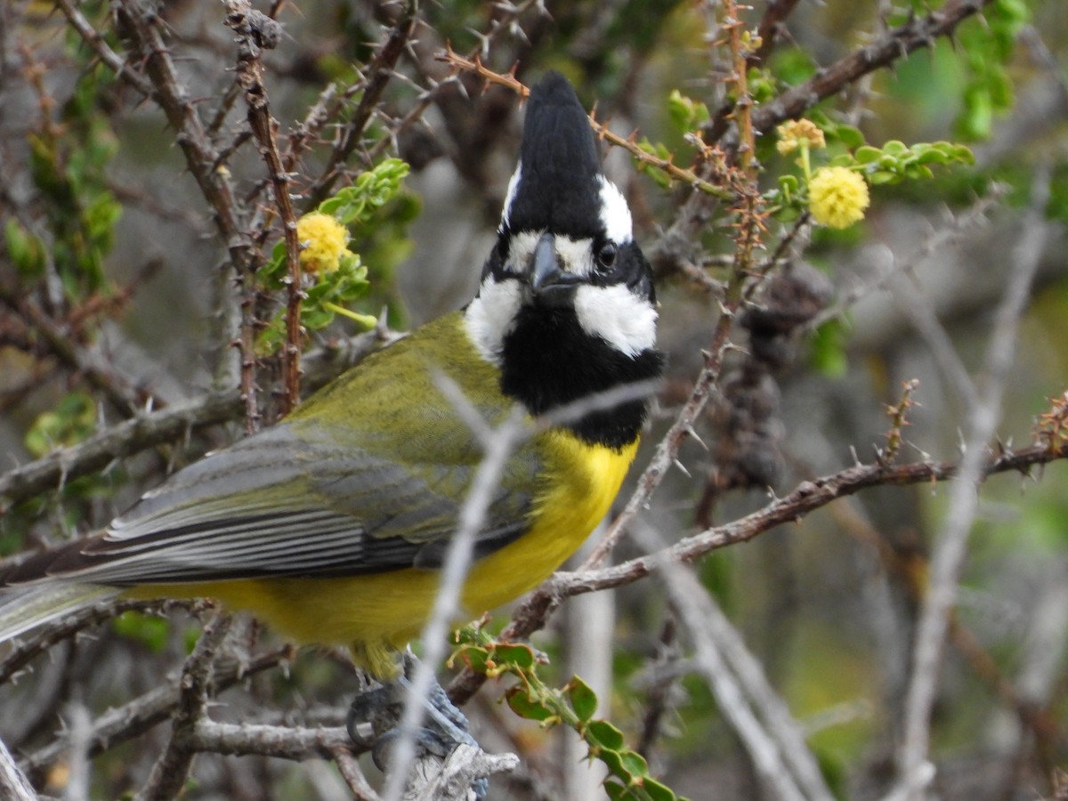 Eastern Shrike-tit - ML643391491