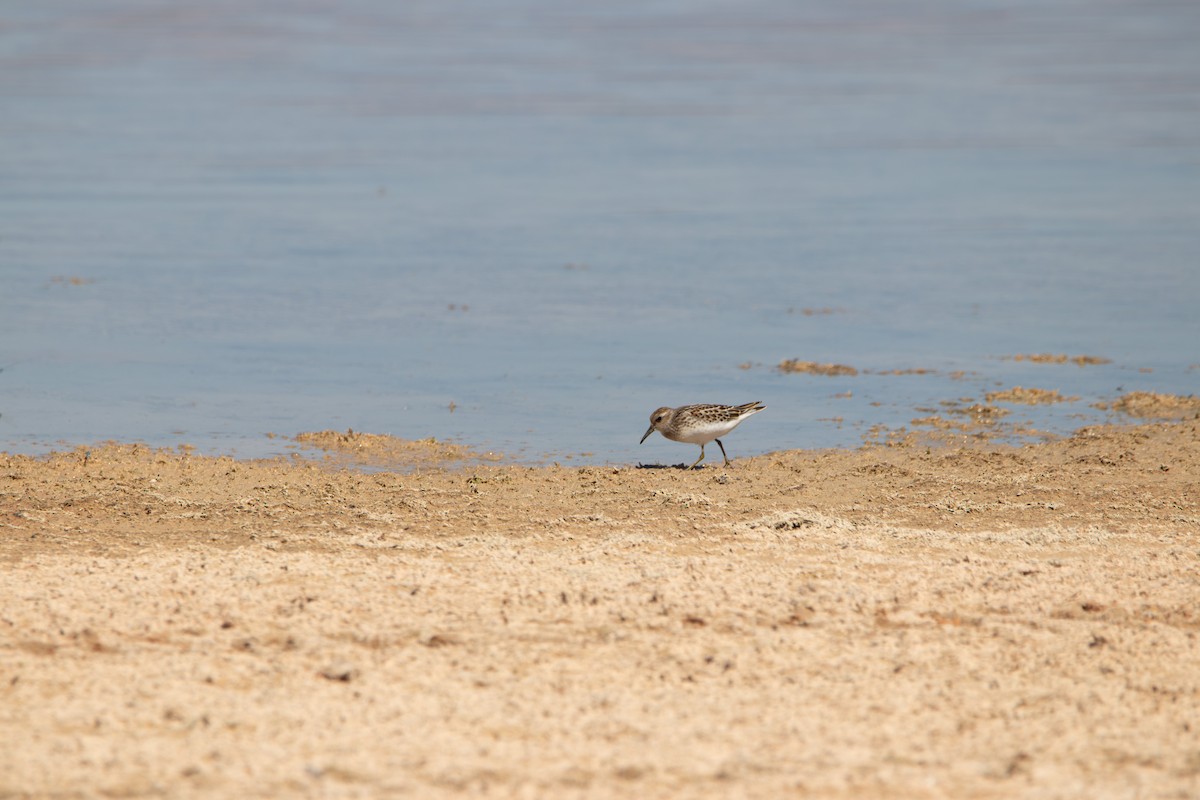 Least Sandpiper - ML643391509