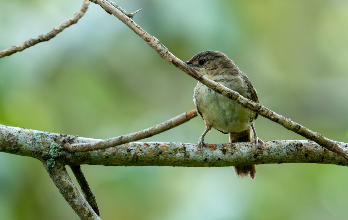 Plain Thornbird - ML643391521