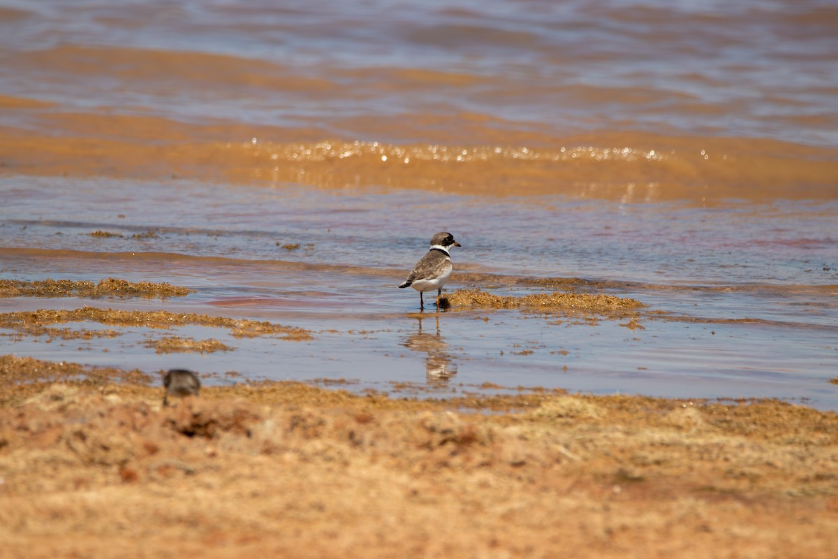 Semipalmated Plover - ML643391522