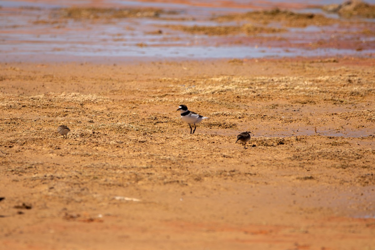 Semipalmated Plover - ML643391523