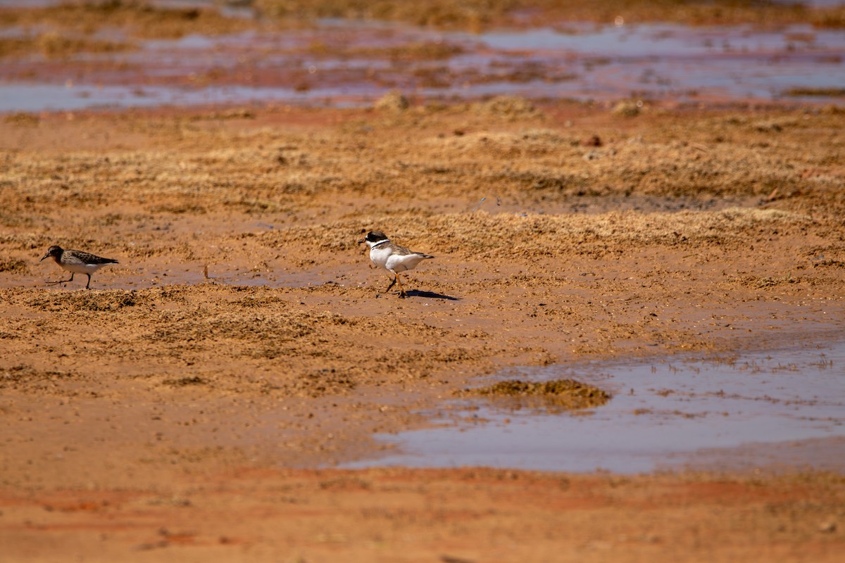 Semipalmated Plover - ML643391524