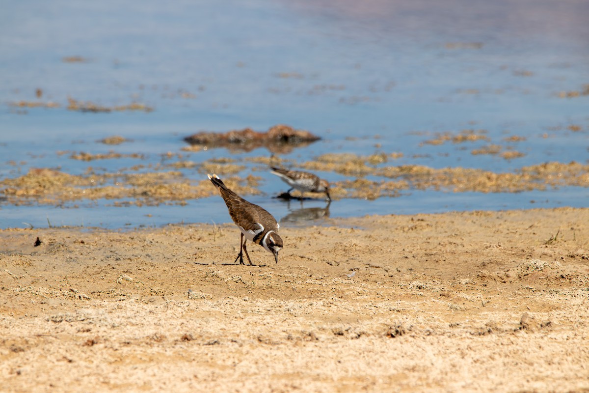 Killdeer - ML643391537
