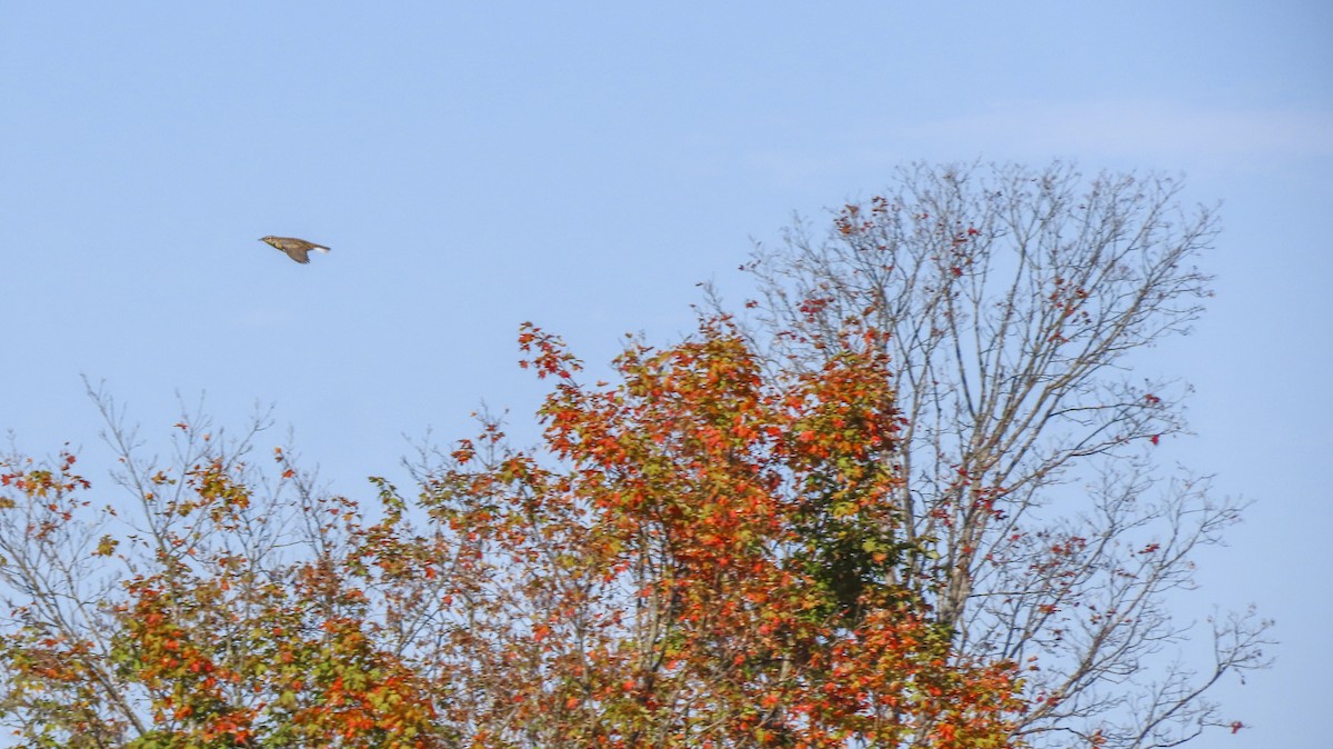 Eastern Meadowlark - ML643391540