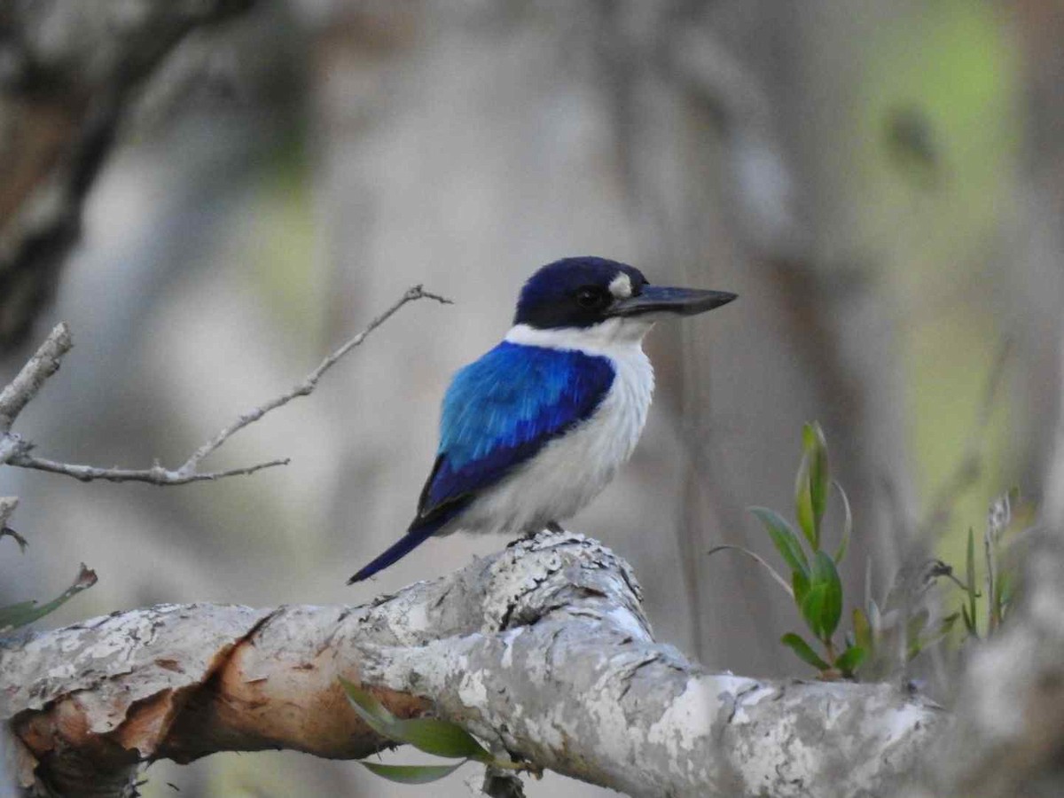 Forest Kingfisher - ML643391548