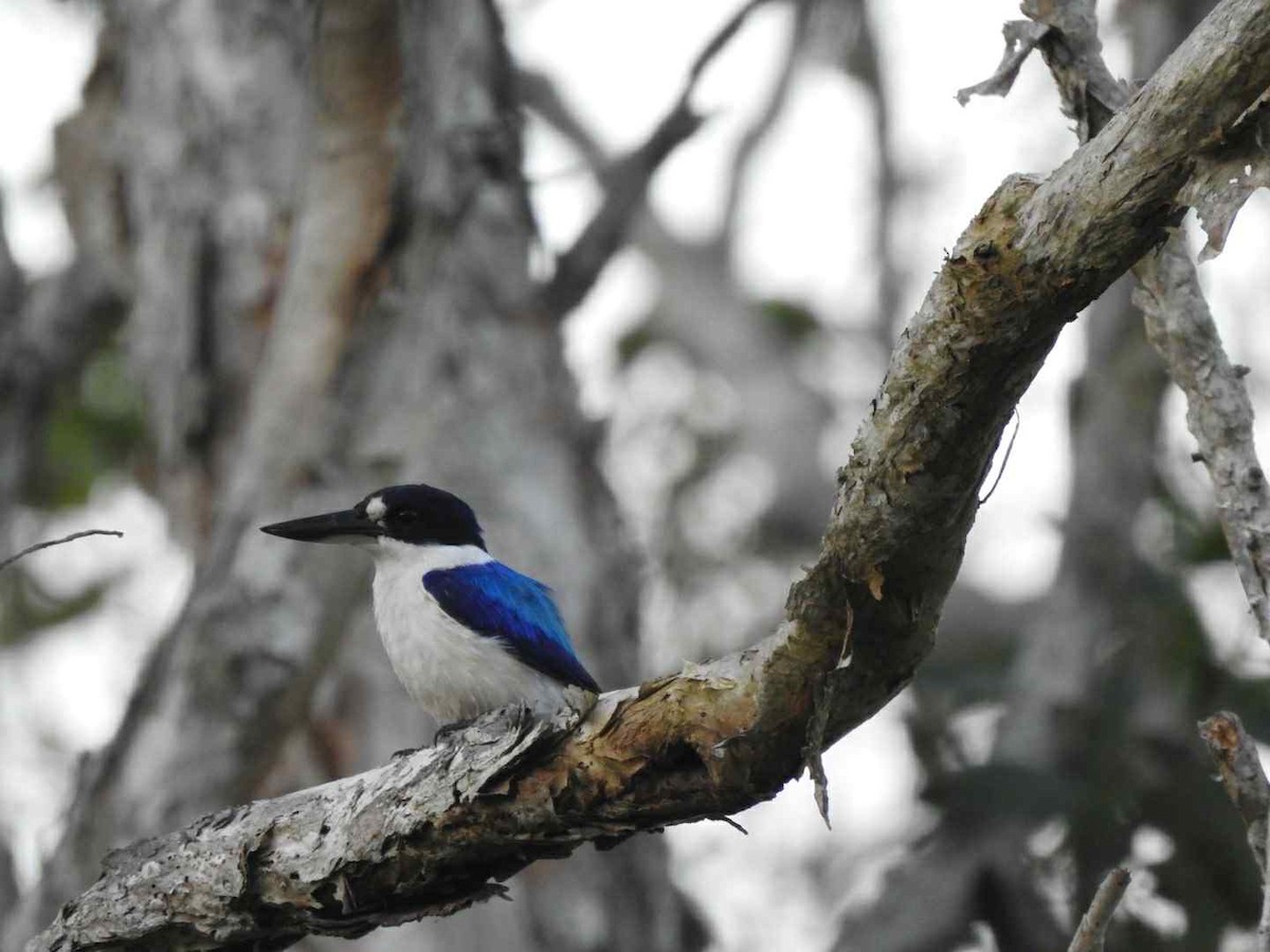 Forest Kingfisher - ML643391549
