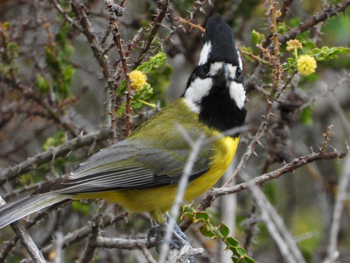 Eastern Shrike-tit - ML643391551