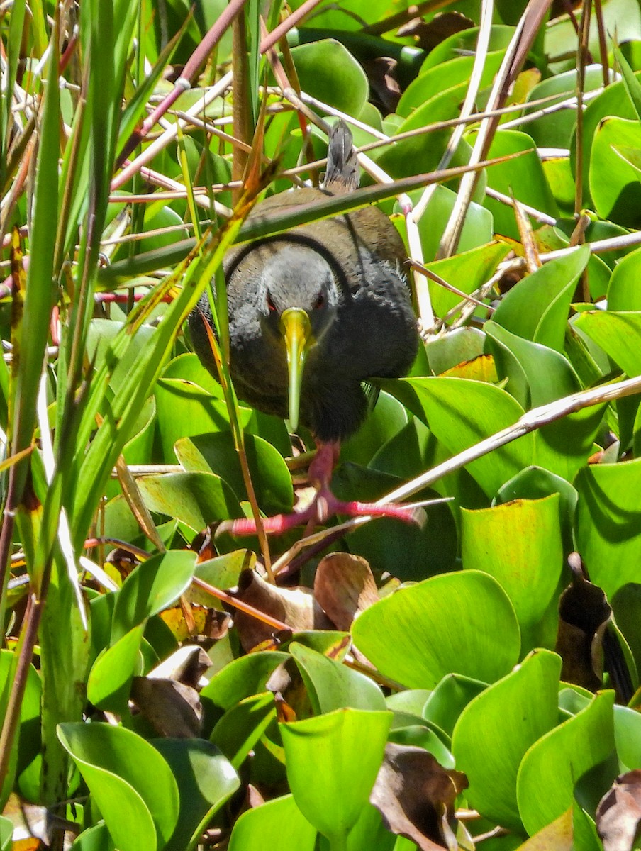 Blackish Rail - ML643391555
