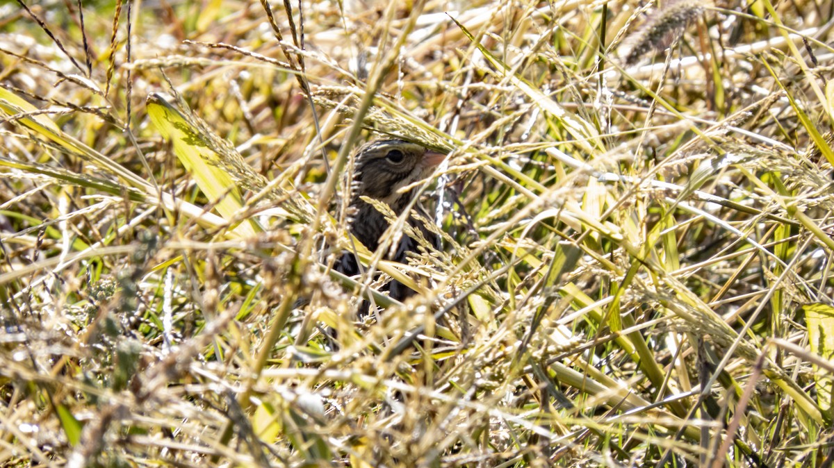 Savannah Sparrow - ML643391557