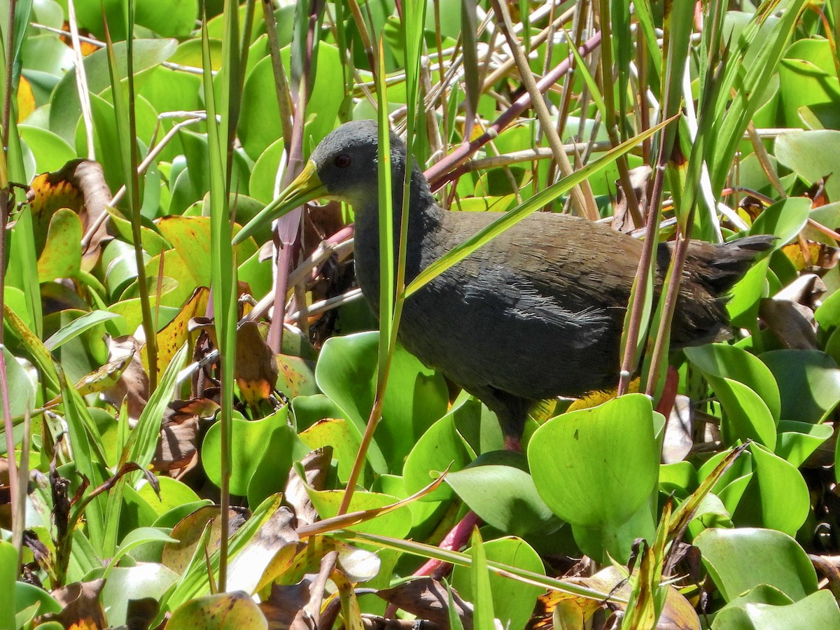 Blackish Rail - ML643391591