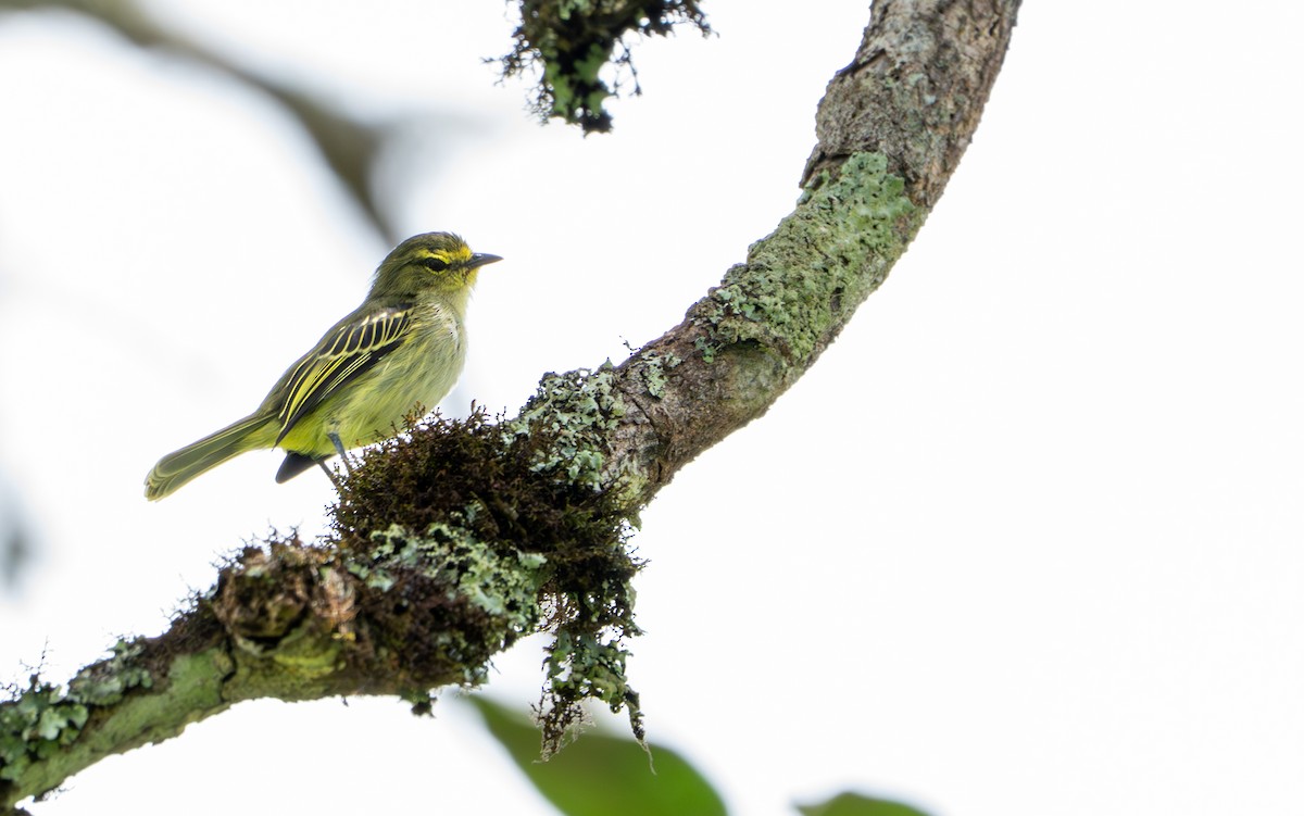 Golden-faced Tyrannulet - ML643391597