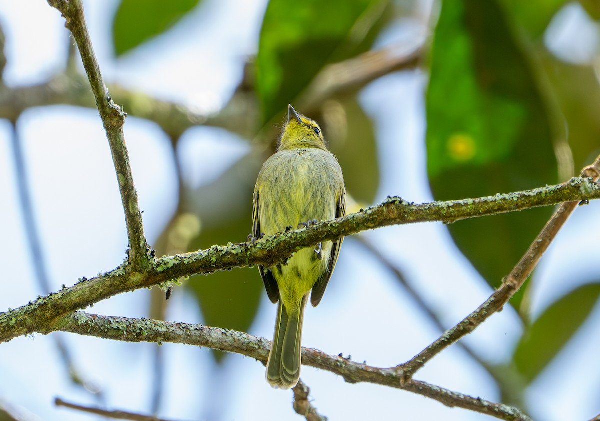 Golden-faced Tyrannulet - ML643391600