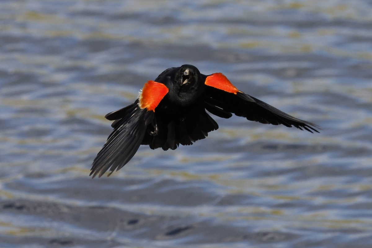 Red-winged Blackbird - ML643391608