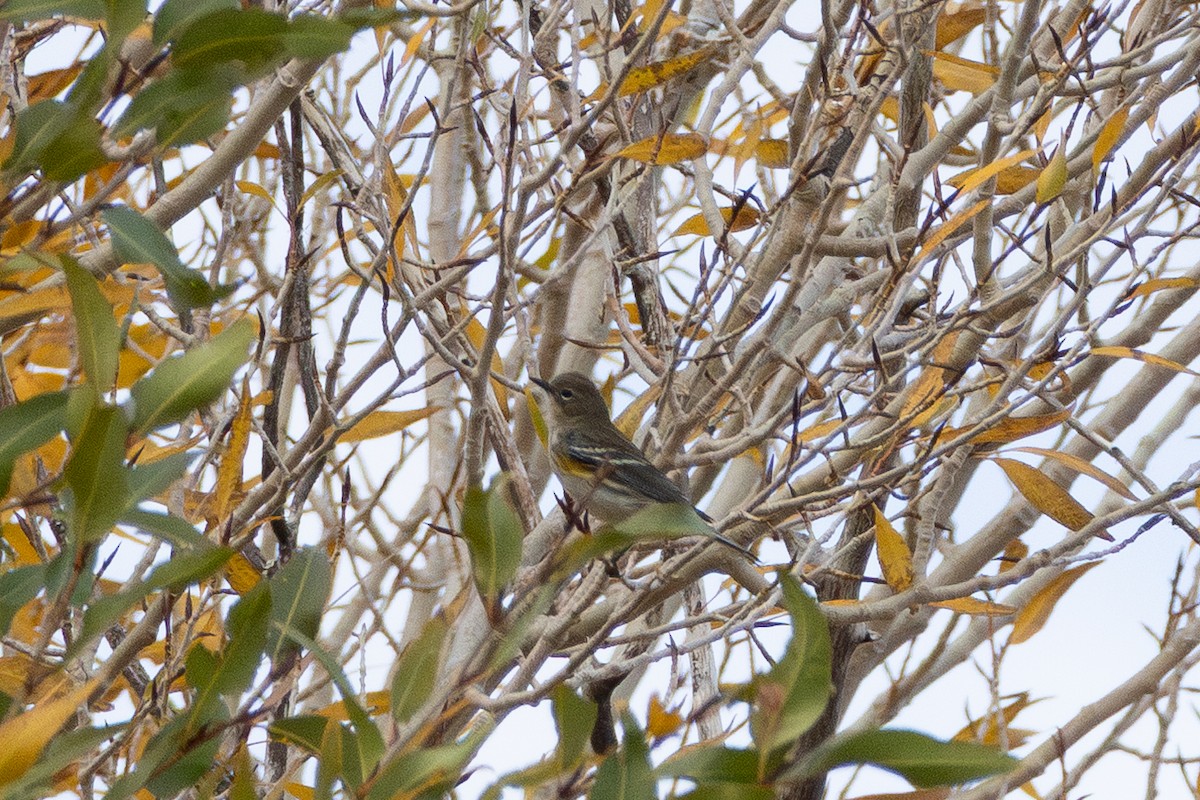 Yellow-rumped Warbler - ML643391610