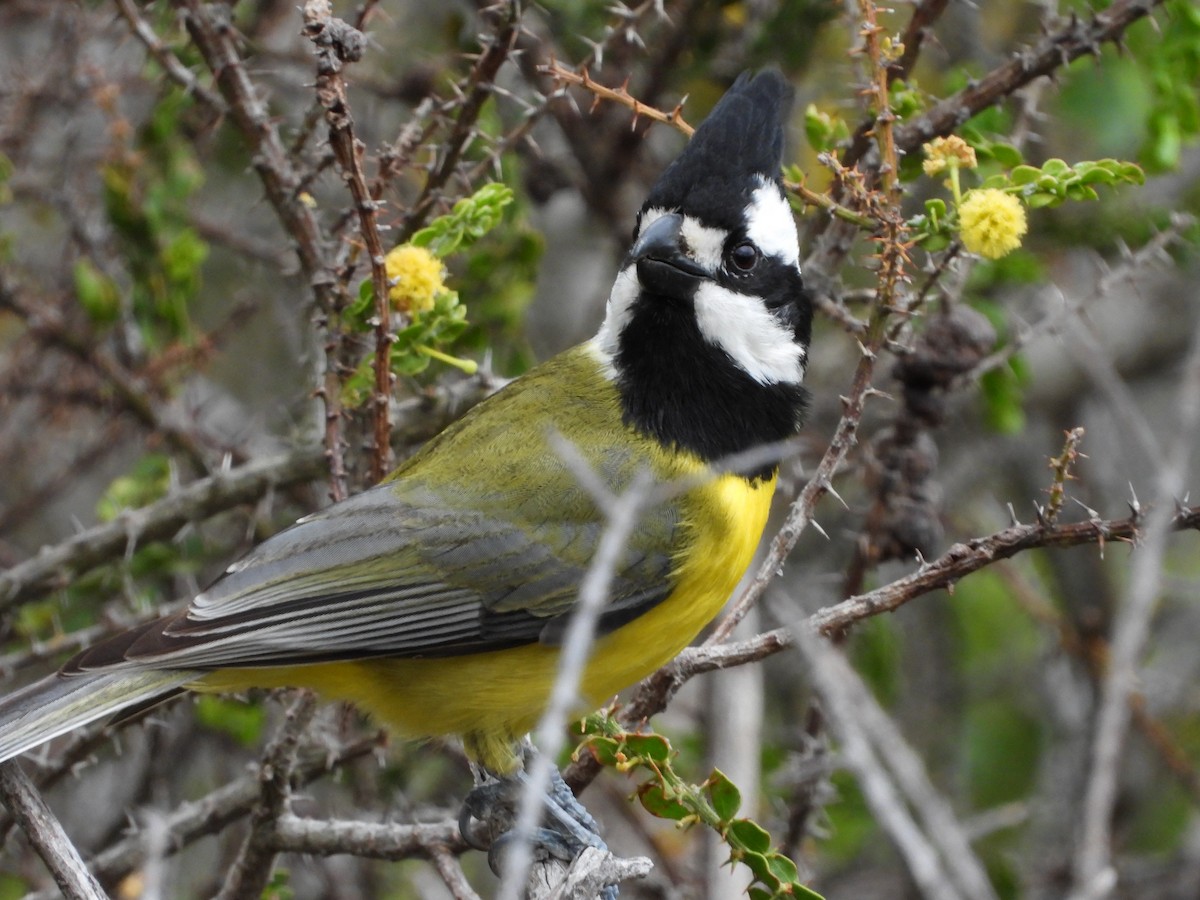 Eastern Shrike-tit - ML643391642