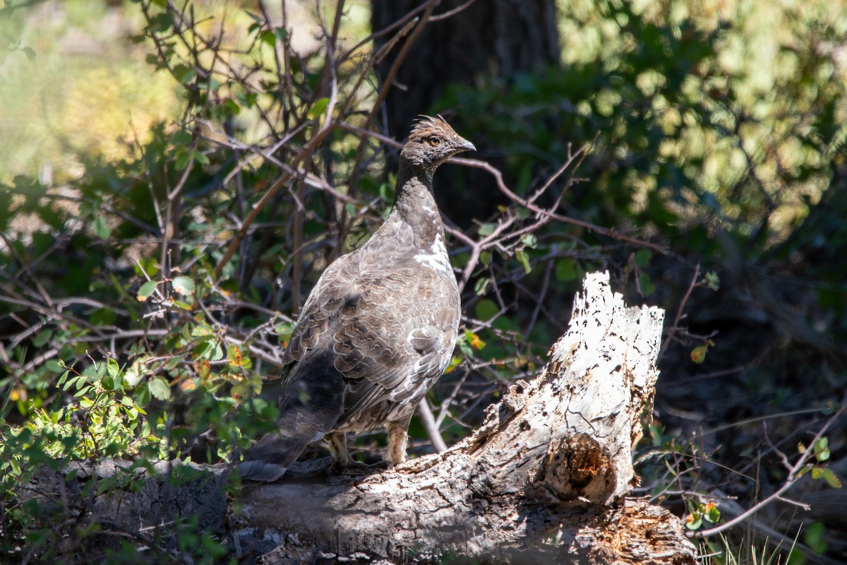 Dusky Grouse - ML643391644