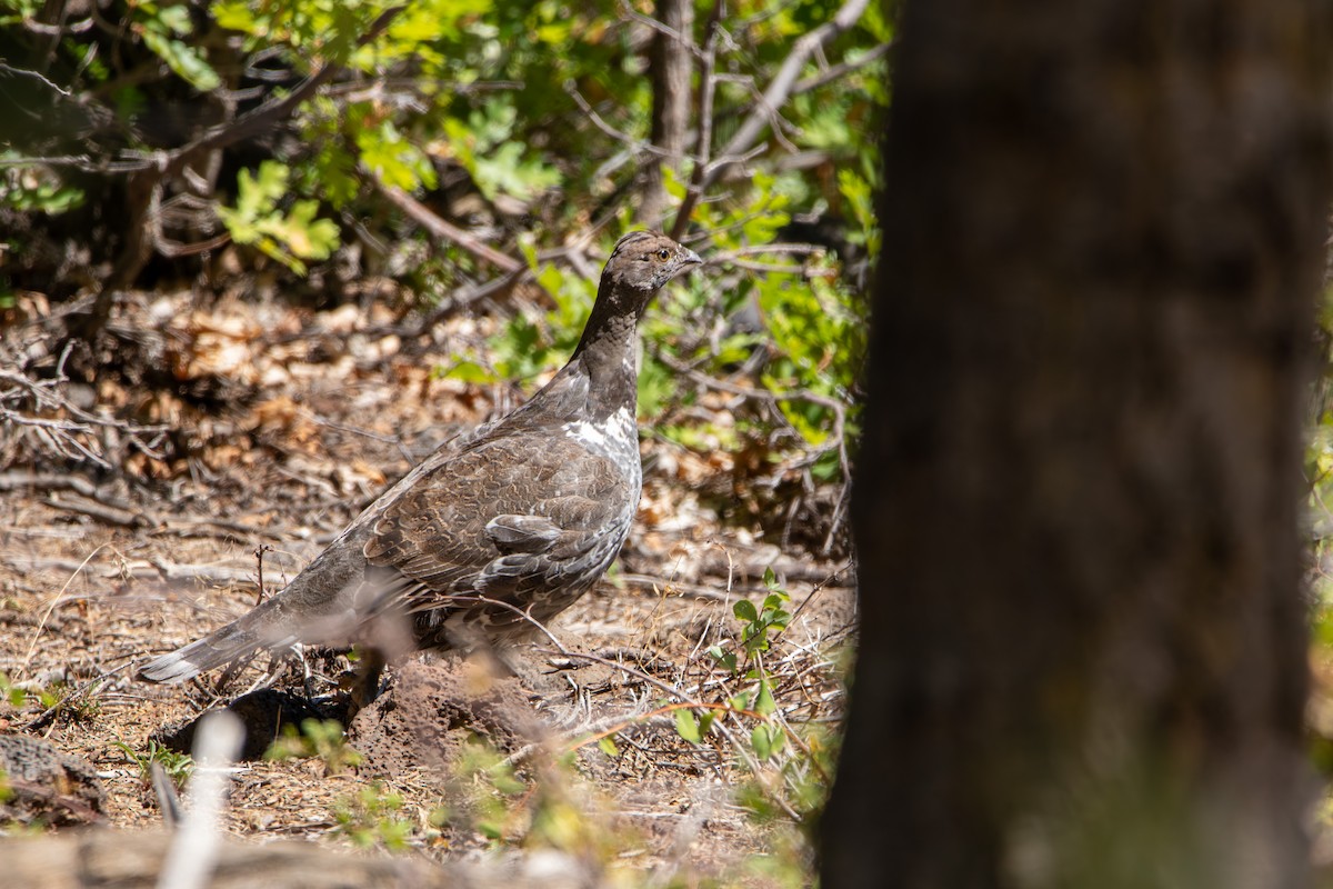 Dusky Grouse - ML643391645