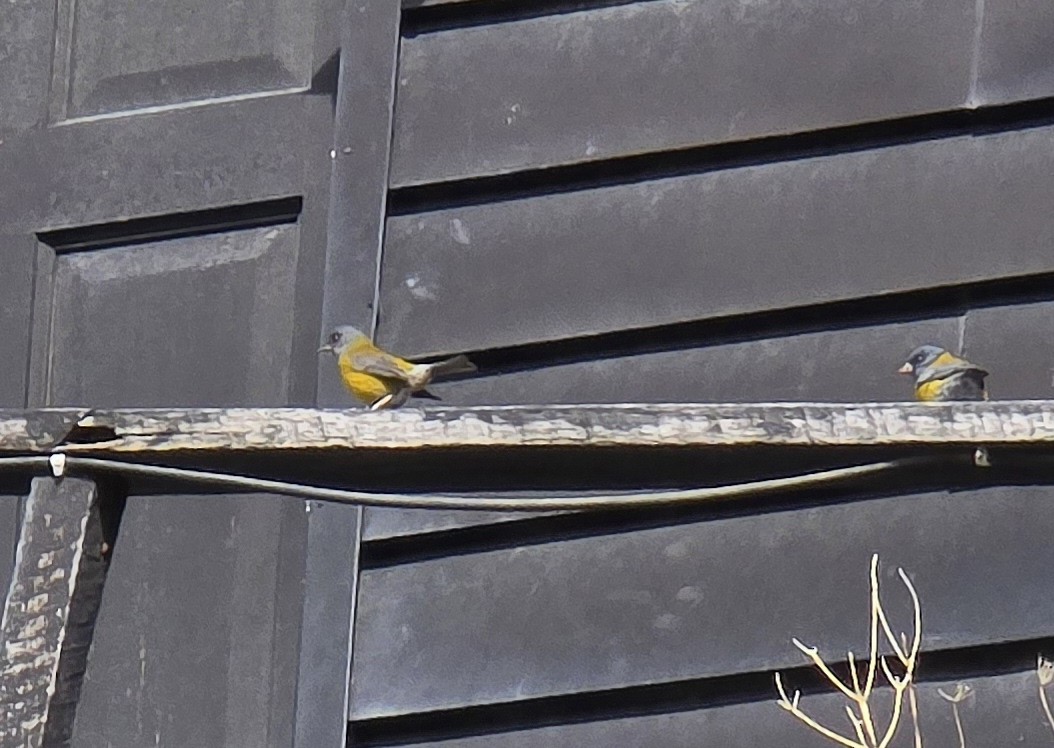 Patagonian Sierra Finch - ML643391649