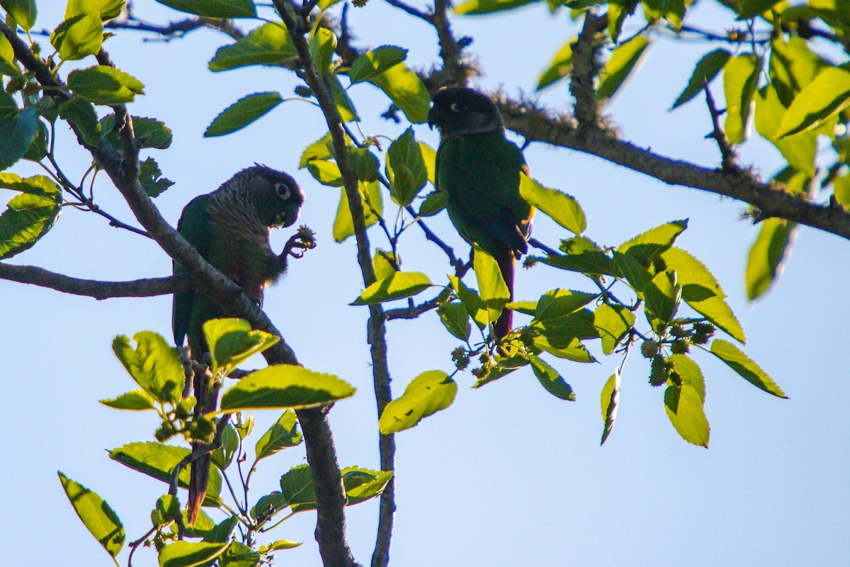 Green-cheeked Parakeet - ML643391653