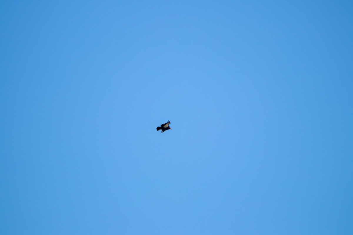 California Condor - ML643391656