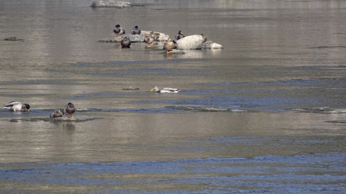 Mallard - ML643391658