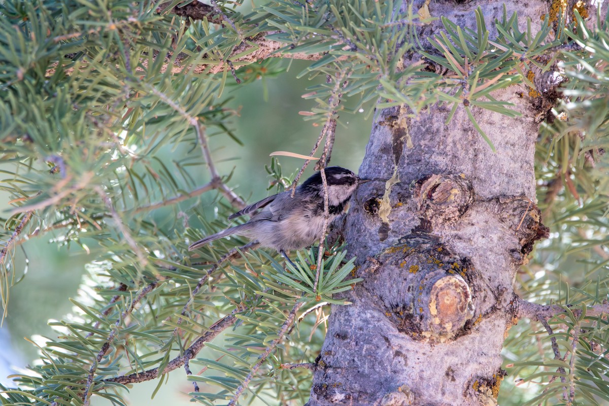 Mountain Chickadee - ML643391667