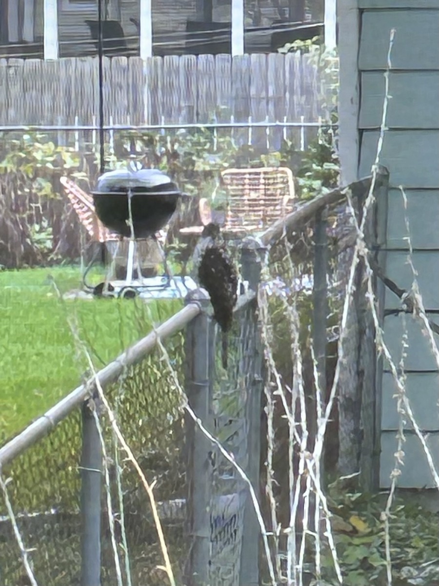 Cooper's Hawk - ML643391701