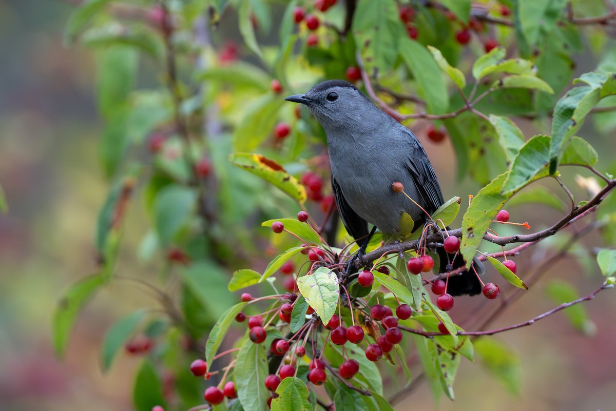 Gray Catbird - ML643391707
