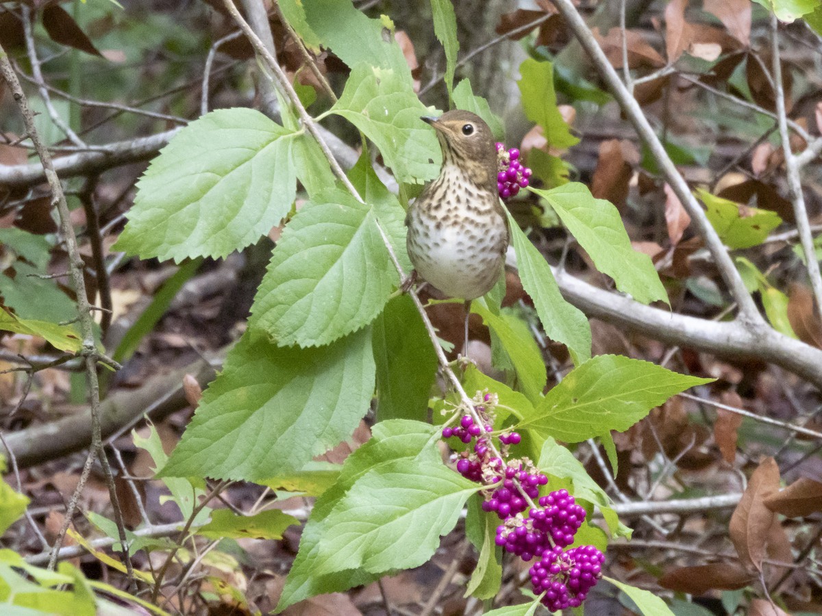 Swainson's Thrush - ML643391721