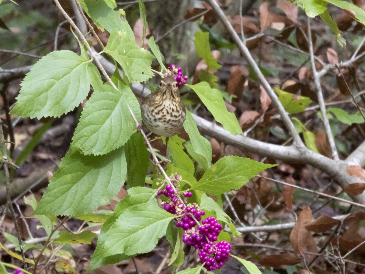Swainson's Thrush - ML643391722