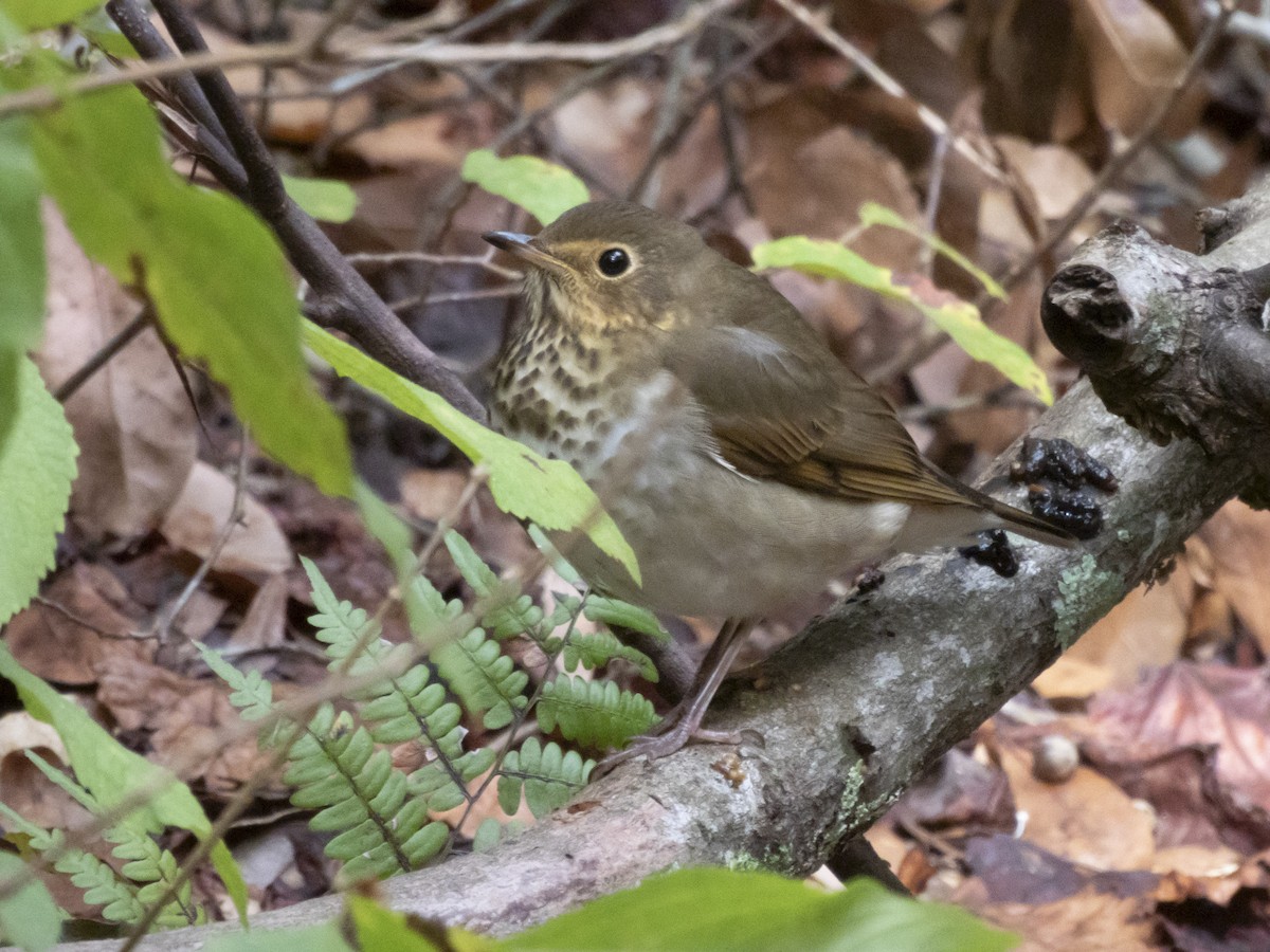 Swainson's Thrush - ML643391723