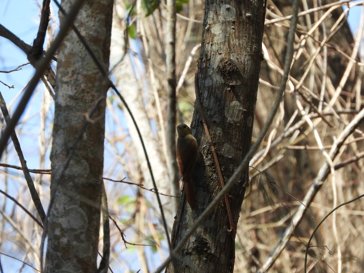 Olivaceous Woodcreeper - ML643391762