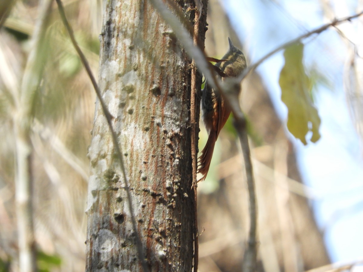 Olivaceous Woodcreeper - ML643391763