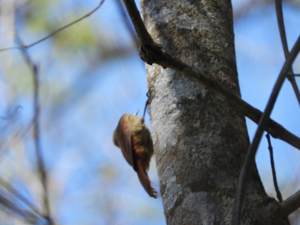 Olivaceous Woodcreeper - ML643391764