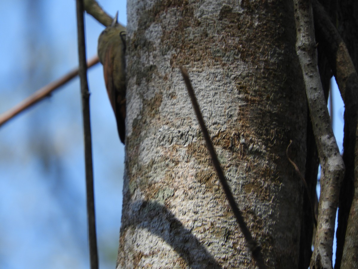 Olivaceous Woodcreeper - ML643391766