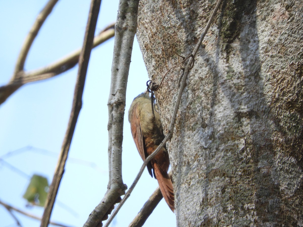 Olivaceous Woodcreeper - ML643391767