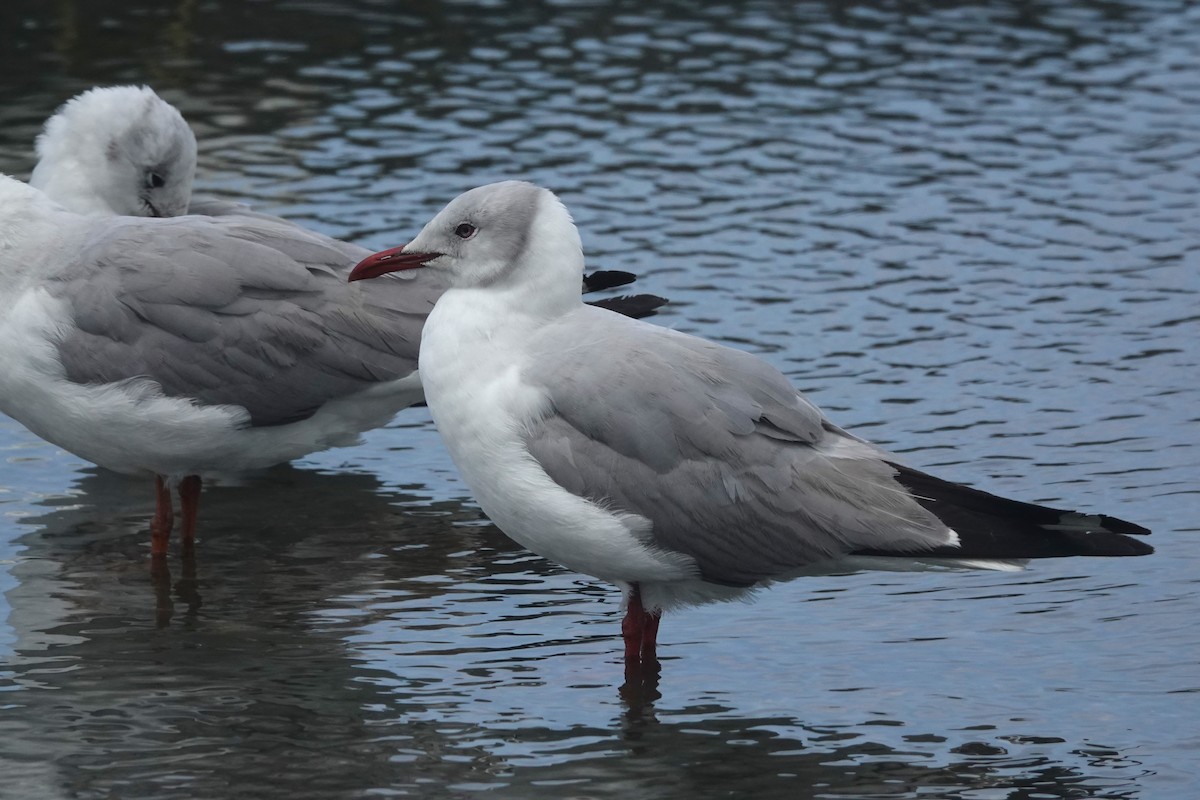gråhodemåke - ML643391773